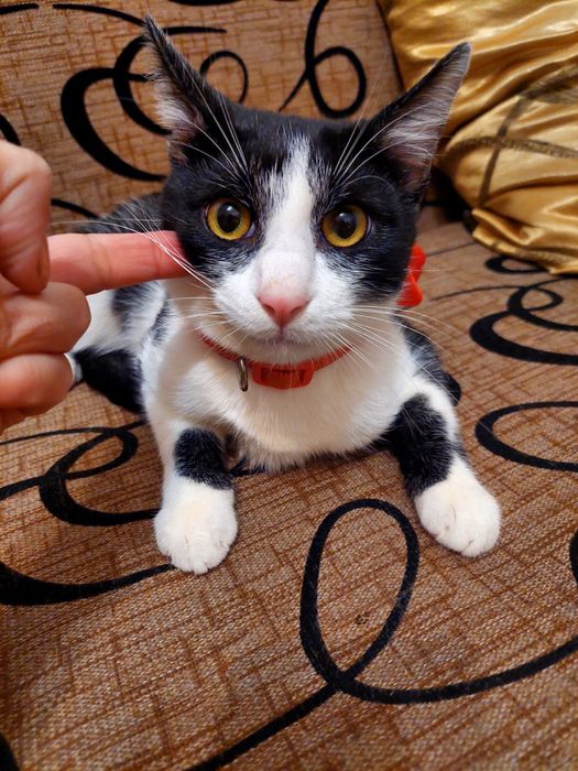 Ghem de blana alb cu negru pentru adoptie