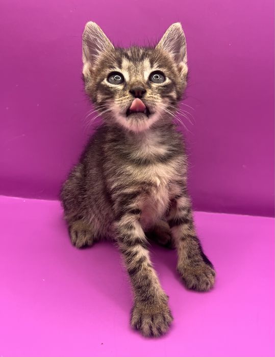 Женско коте търси дом