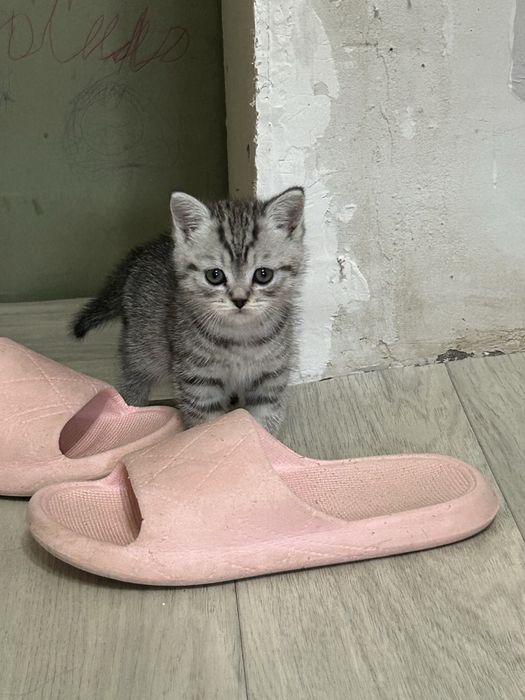 Продам котенка девочка