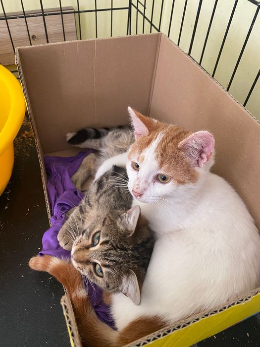 Котенце  момиче 4,5 мес.