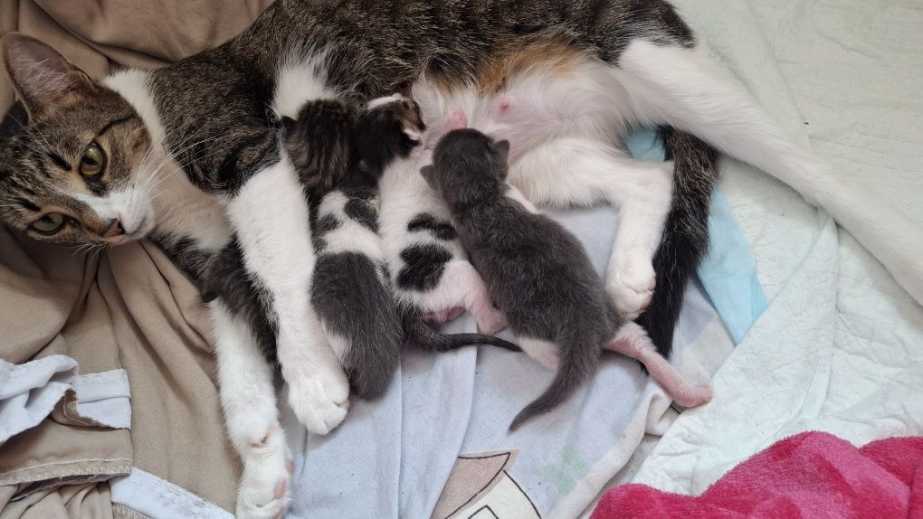 Adoptie Pisicute