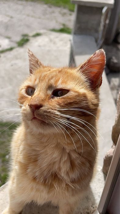 Търся дом за коте