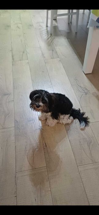 Продава се Бивер йорки