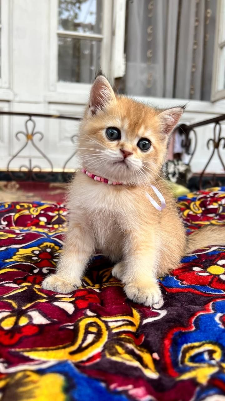 Zalatistiy shinshila sotiladi