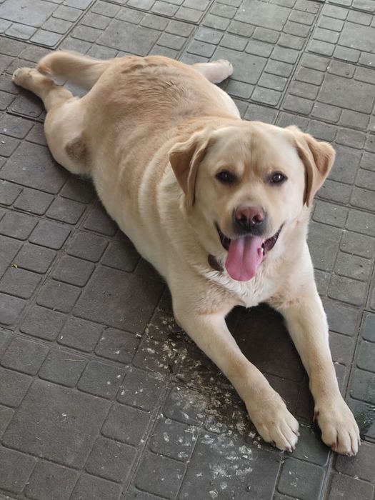 Вязка кабель лабрадор.