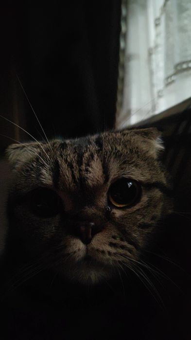 Mushuk sotiladi  paroda Shinshila