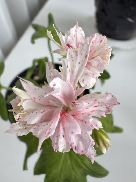 Пеларгония стеллар