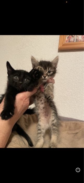 ofer spre adoptie 3 motanii