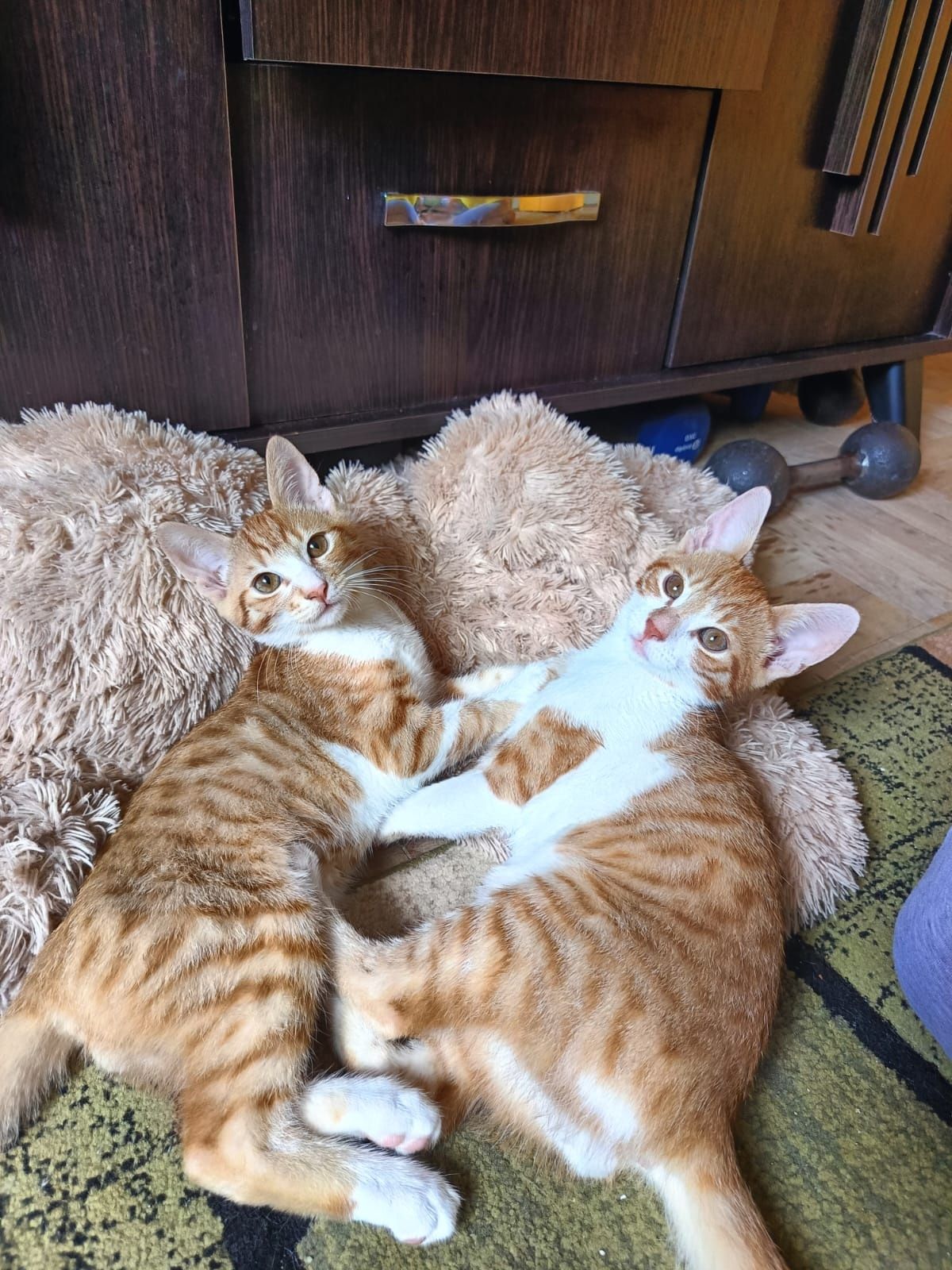 2 pisici spre adoptie!