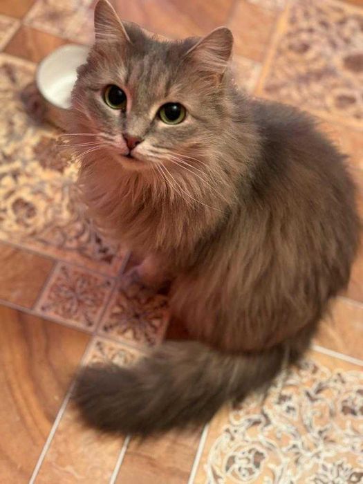 Отдам кошку, стерилизованная