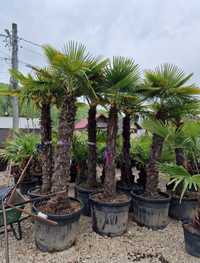 Palmierii trachicarpus Fortunei rezistenți la îngheț transport gratuit