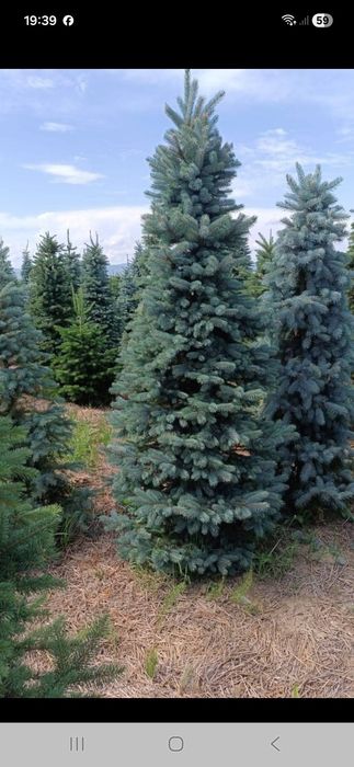 Vând plante ornametale