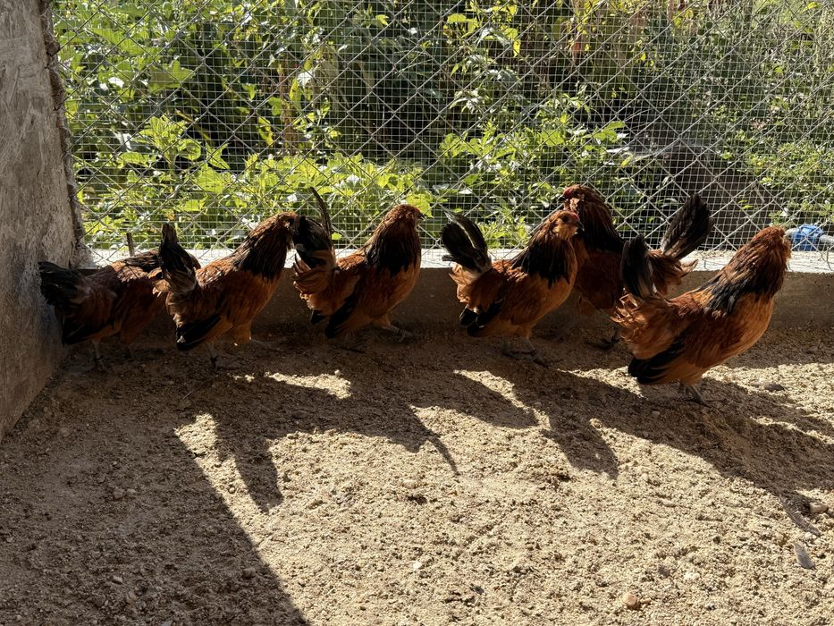 Cocoși Bărboasă de Anvers