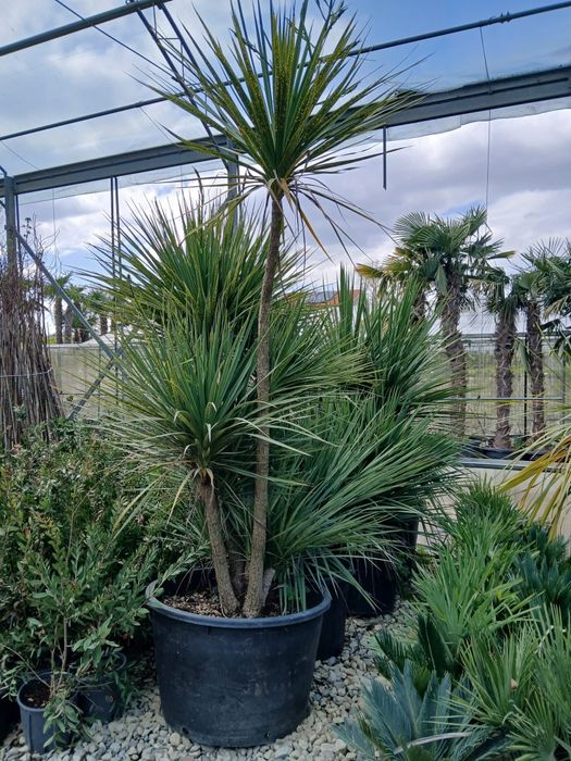 Amenajam gradini cu plante ornamentale