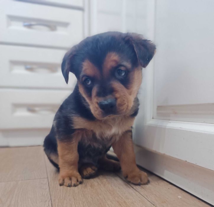 Подарявам малко мъжко кученце