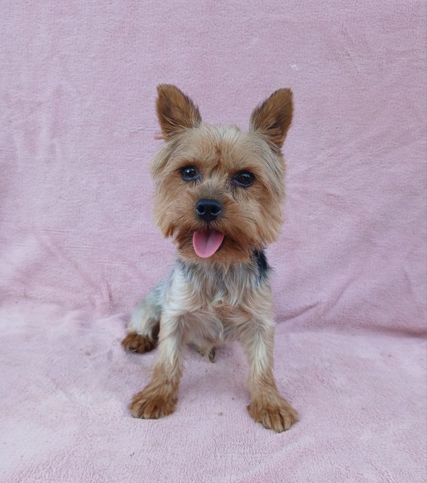 Asigur transport !!! Vand mascul adult Yorkshire Terrier mini toy !!!