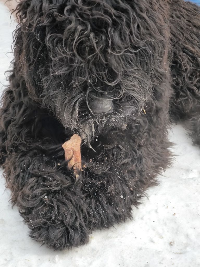 Продам щенка русского чёрного терьера