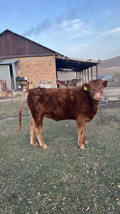 Корова +300кг мясо