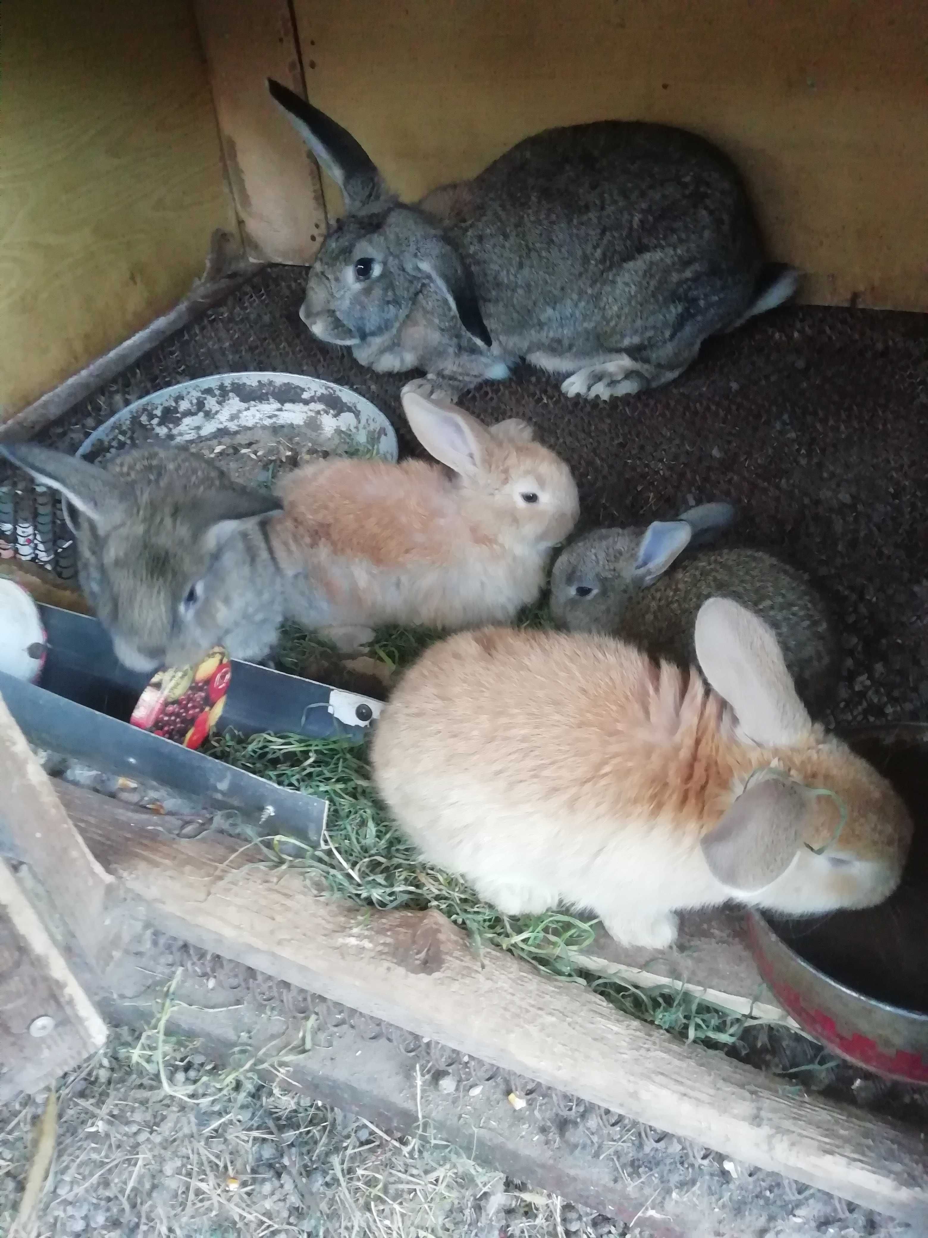 Кролики  продам  разных пород