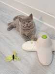 Fetiță British Shorthair