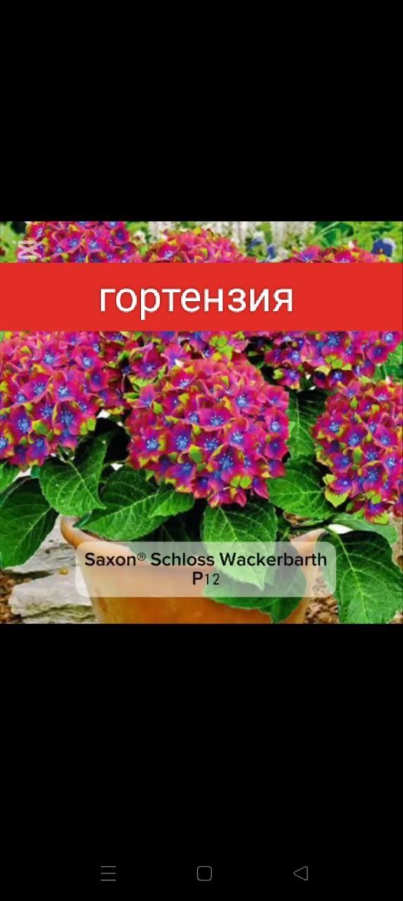 Гортензия крупнолистовой