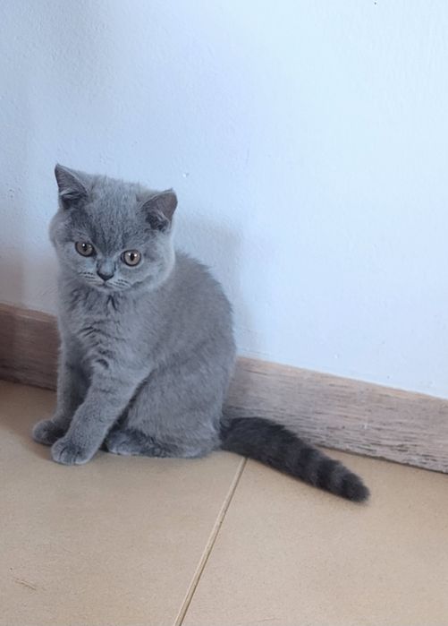 British shorthair