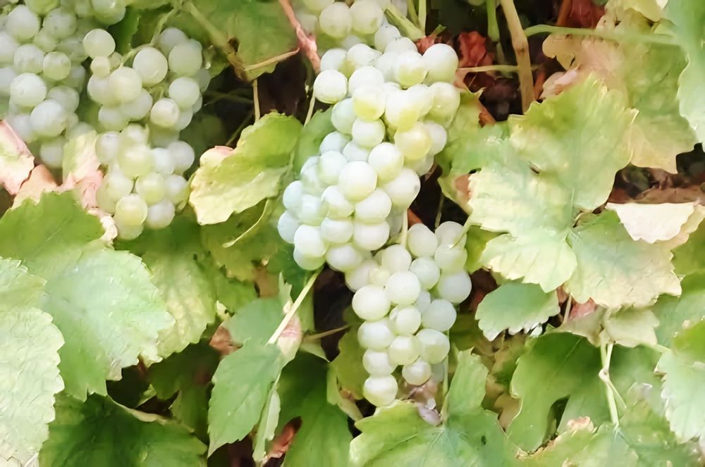 Struguri nohan alb De Vânzare