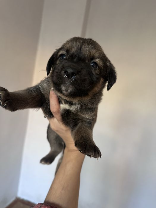 Яхши кулларга берамз