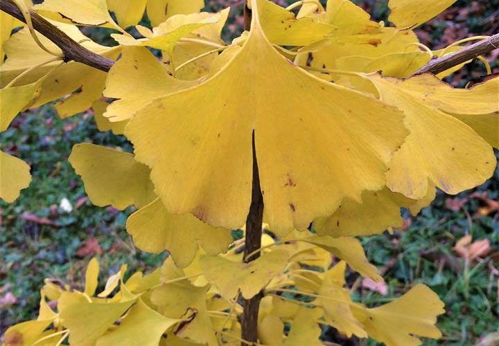 Гинкго ( Ginkgo biloba L.)