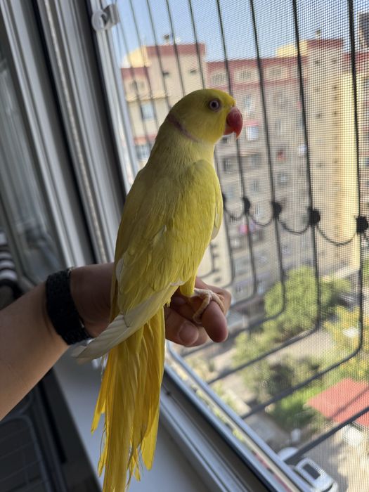 Продаю одереловый попугай