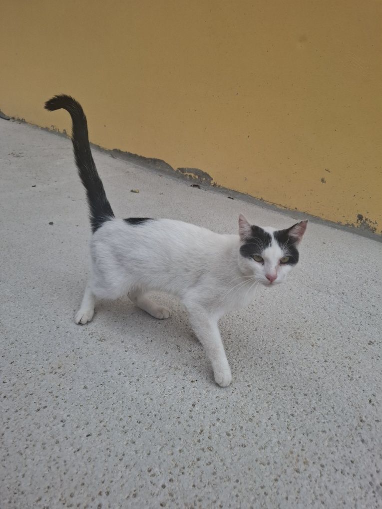Коте Белчо търси дом