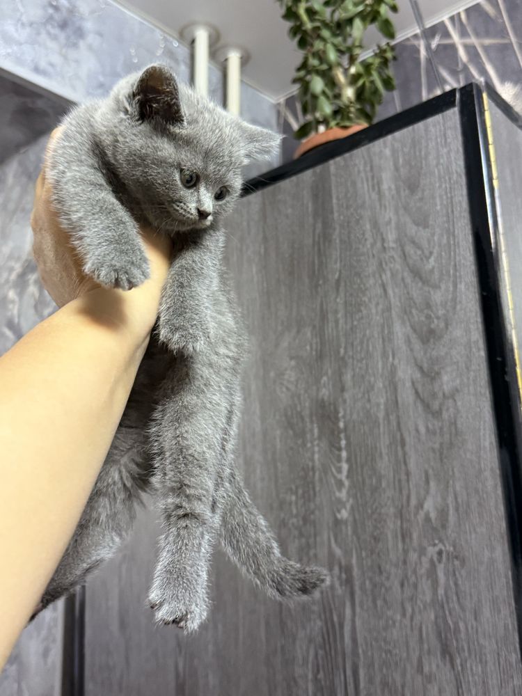 Продаются котята