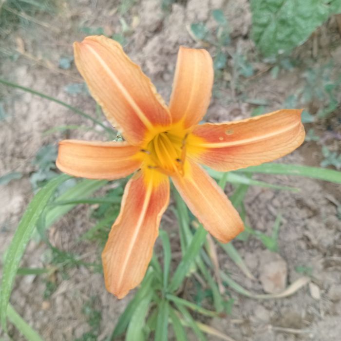 Лилейники (Hemerocallis)