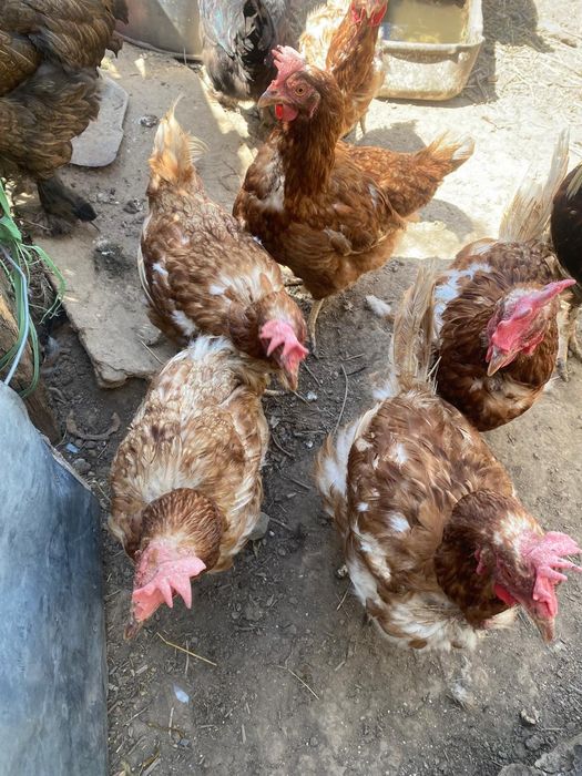 Продам кур срочна