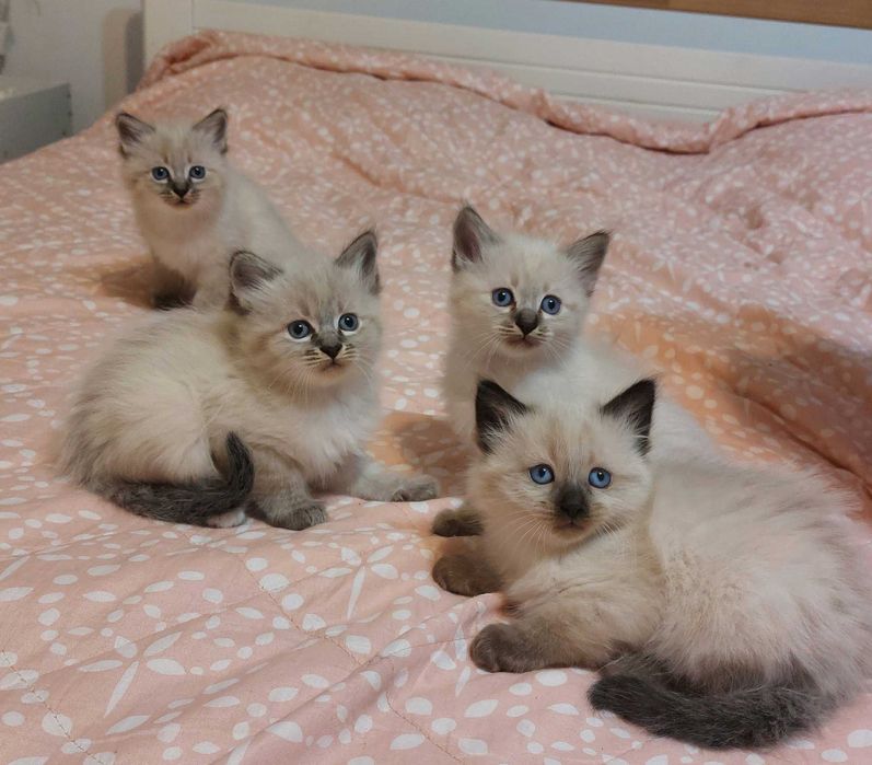 Pui pisica birmaneza