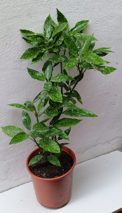 Аукуба японская (Aucuba japonica) или "Золотое дерево". Цветы для дома