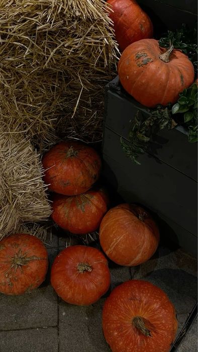 Тыква боьшая и маленькая район Мирный
