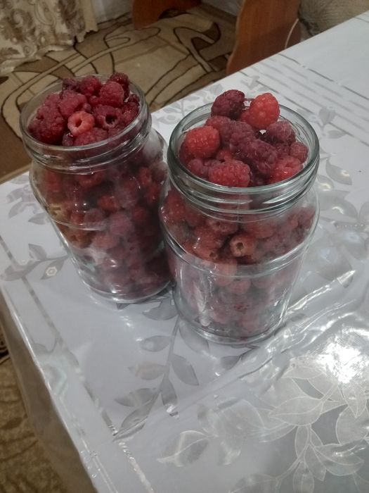 Продажа малины домашней