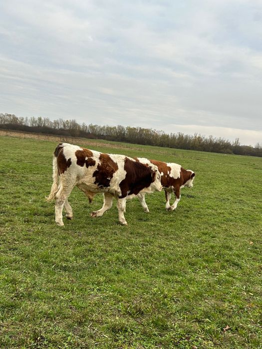 Vând viței bălțați