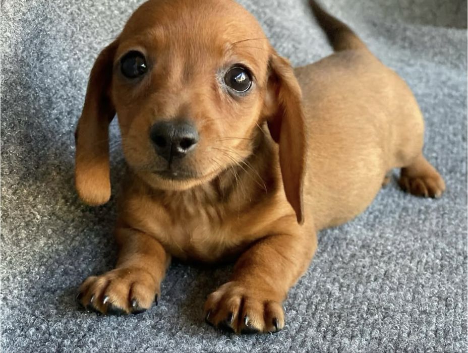 Teckel red mini 1200 lei