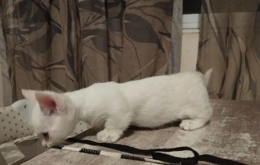 Котенца с къси краченца