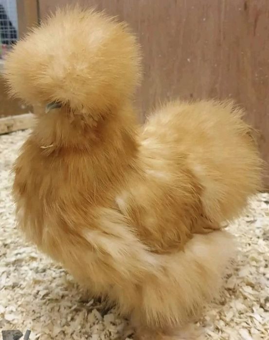 Шолк ок хуроз сотилади