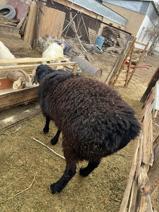 Пародный кошкар сатылад семіз