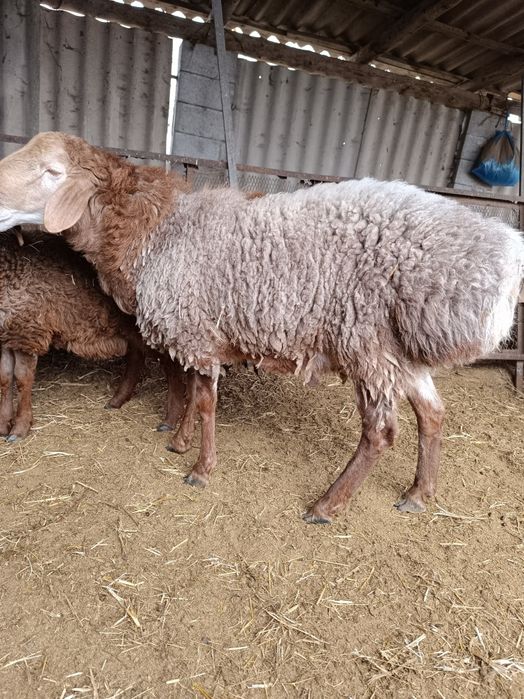 Кошкар 1.5 годовалый цена 300000 торг