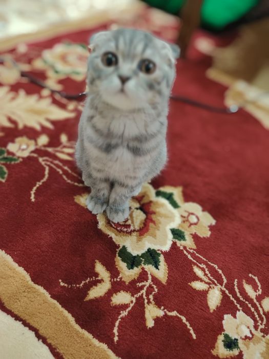 Skotish fold shotlandskaya vislouhaya mushukcha sotiladi 4 oylik qiz