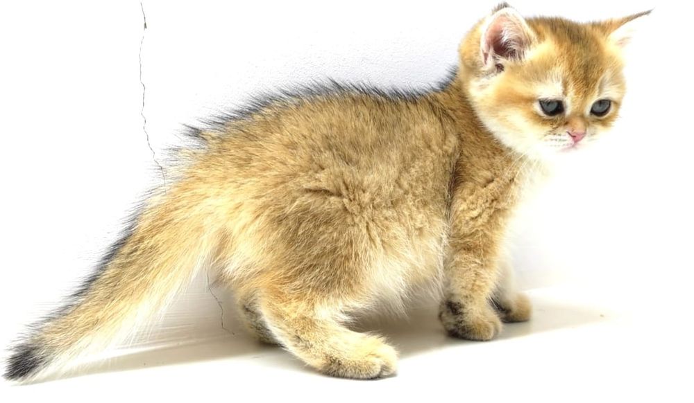 котята британские золотые шиншиллы