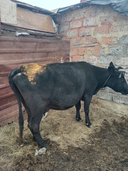 Продам дойные коровы спокойные недалеко  от Астаны