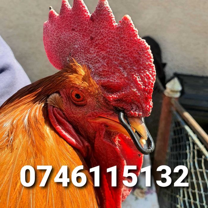 Gaini Fazani Cocosi Pauni-Alternativa Ochelari Impotriva Luptelor - GN