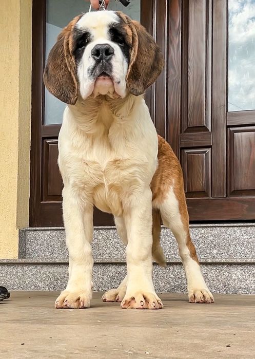 Femela Saint Bernard cu Pedigree