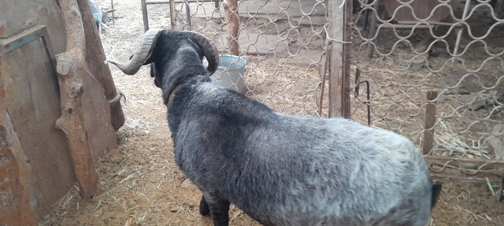 Кучкорлар сотилади галишамиз